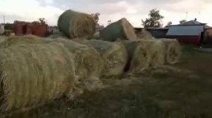 Привезли сено!! Какое сено лучше для коз и коров?