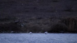 ФЛАМИНГО В КРЫМУ и это НЕ ЦИРК или ЗОО!