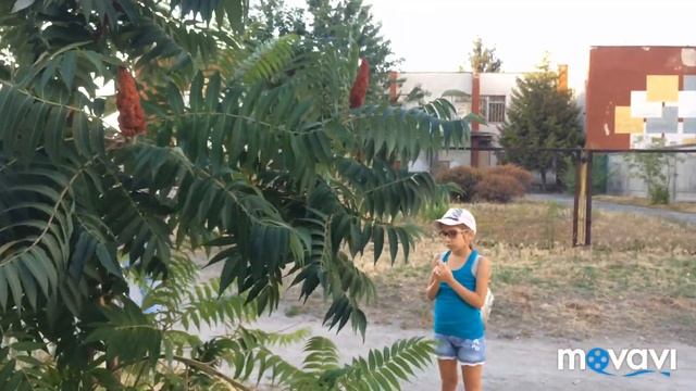 Что это за растение ? смотреть онлайн