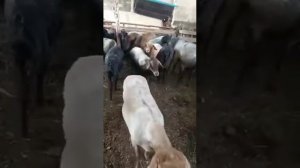 Курдючные овцы.