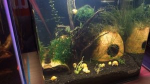 Маленький нано аквариум дома