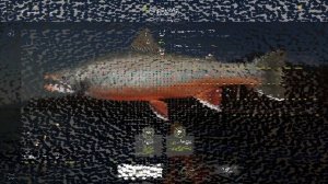 Русская рыбалка 4 (РР4) р. ЯМА Чавыча, Кета ФАРМ