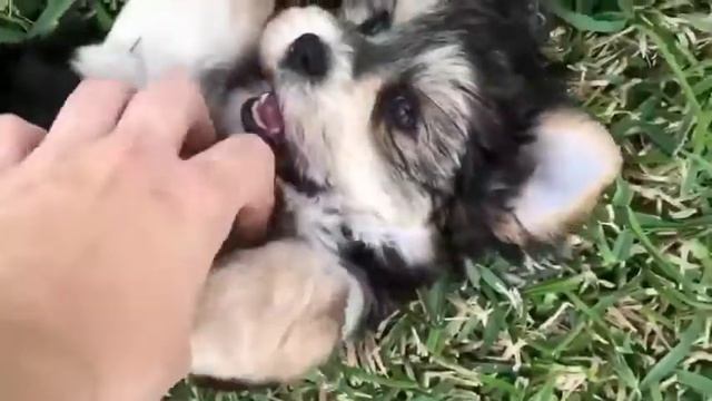 Morkie vs Toy Poodle - Comparison Between Dogs