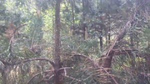 Прогулка по лесу. Нашли гнездо с голубыми яичками;)