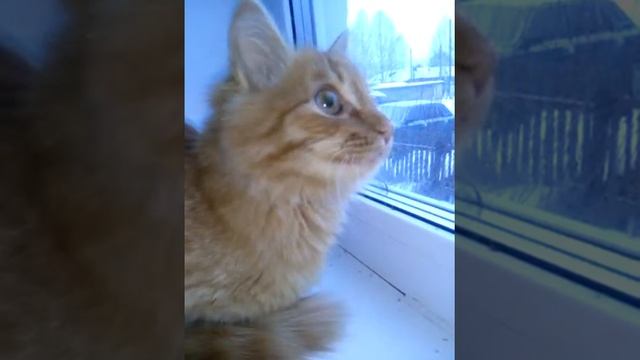 Кот чирикает с птичками. Прикол про кота. смотреть онлайн