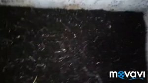 ПЕРЕНАСЕЛЕНИЕ ДЕНДРОБЕНЫ. РОСТ ЧЕРВЯ