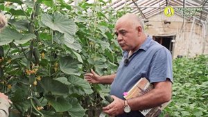 Раннеспелые Огурцы с Урожаем 15 кг/м2. Огурцы Пучкового Типа Плодоношения.