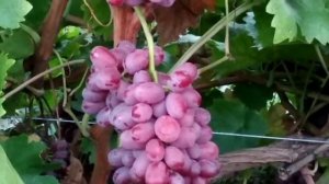 виноградник Калугина В. М. Шарлотта сидлис {Scarlotta Seedless}