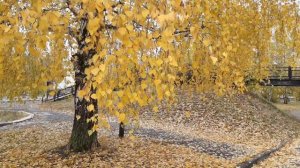 Шура 💥💗💥 А просто осень пришла 🍂🍂🍁🍂🍂