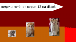 Недели котёнок серия 12 на tiktok