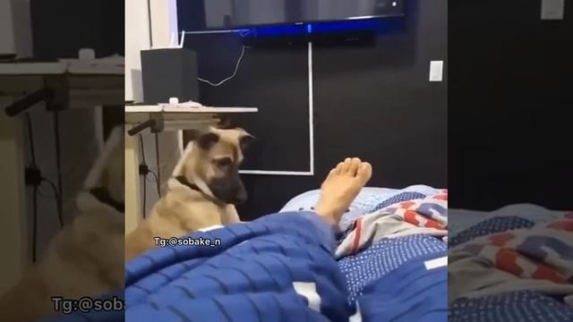 Да вставай уже, кожаный мешок ???