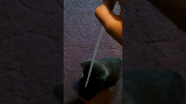 Играю с моим котенком) :3 смотреть онлайн