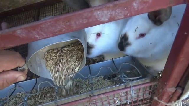 Одно утро из моей жизни на даче. смотреть онлайн