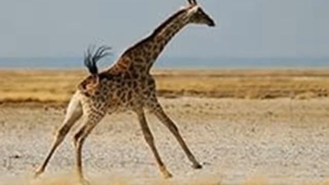 Николай Гумилев - Жираф (читает Koala) смотреть онлайн