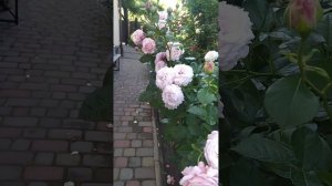 Розенфасцинейшн (Rosenfaszination) Троянда зачаровує своїми казковими квітами!