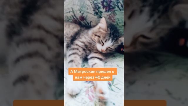 Верите в переселение душ?
⠀
#переселениедуш #новыйпитомец #Матроскин #люблюкошек #кареглазаяблонди