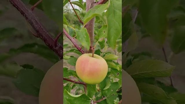 Яблони Элизе, Розелла, Луна, Канзи смотреть онлайн