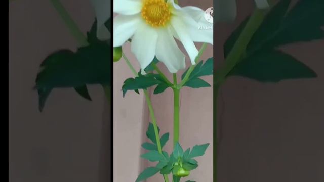 single Patel dahlia flower | dahlia flower