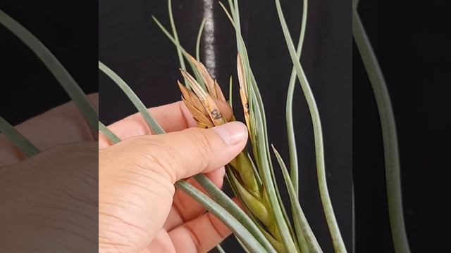 Harvest Tillandsia Seed pods смотреть онлайн