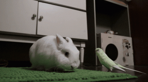 Кролик и попугай