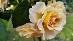 Роза Мисс Файн – Miss Fine. штамб