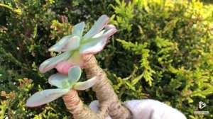 Echeveria Raindrops