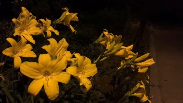 М -Путь поэта (Музыка: Colorythm) смотреть онлайн