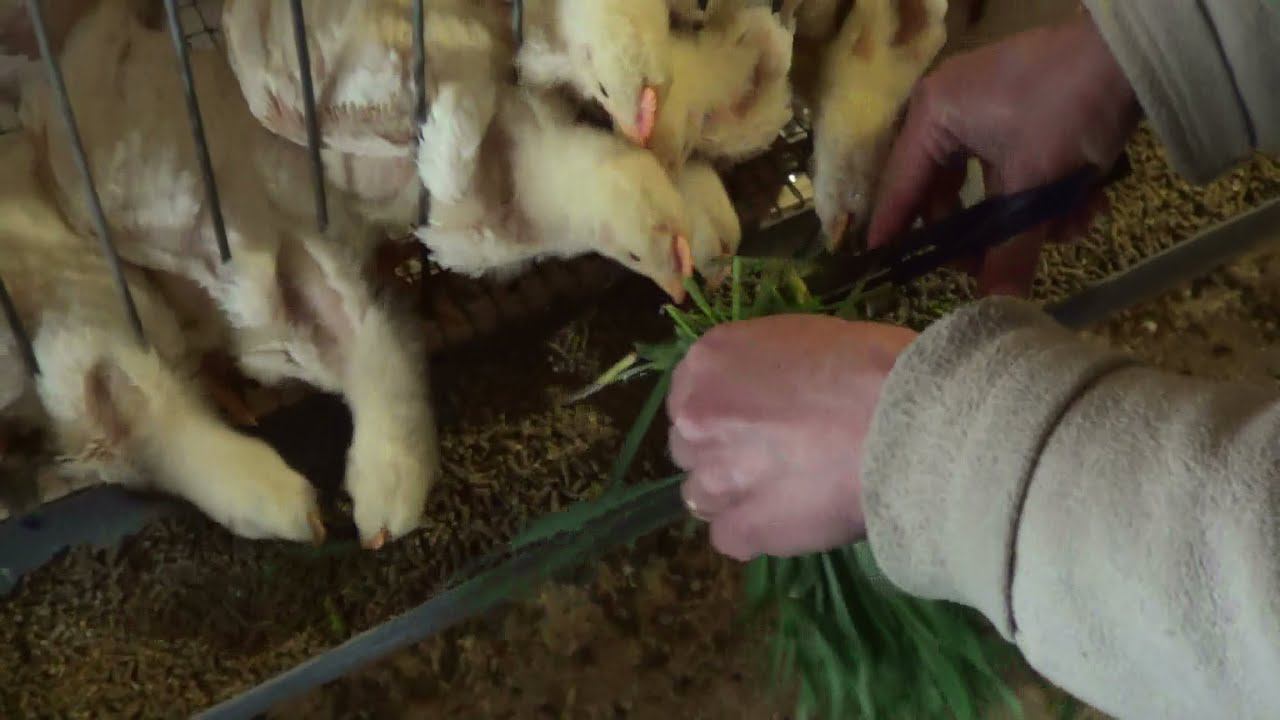 Выращивание бройлеров в клетках в домашних условиях ч.5 смотреть онлайн