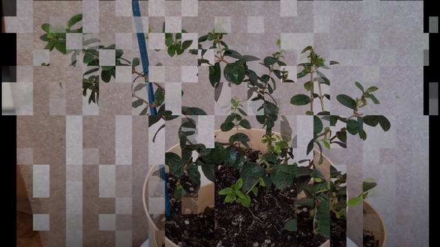 Лума. Его больше нет. Запомним его таким.