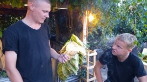 Табак сорт ароматный. дегустация первой ломки.