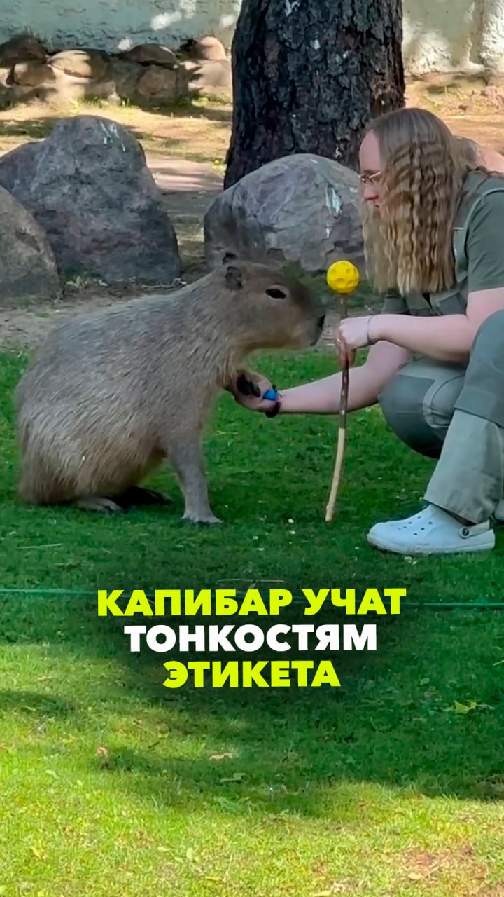 Капибары из московского зоопарка теперь при встрече пожмут вам руку! Водосвинок учат этикету