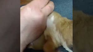 Щенки амстаффа в питомнике Ценный Приз