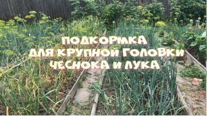 Последняя подкормка лука и чеснока Для крупной головки