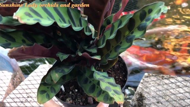 Calathea Lancifolia ( Rattlesnake plant ) and care tips смотреть онлайн