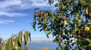 ОСЕННИЙ ВАЛЬС.  Аккордеон ? Tony Tomas. « Под небом Парижа »