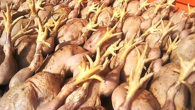Бройлеры СУПЕР РЕЗУЛЬТАТ  Выращивание за 45 дней от А до Я!