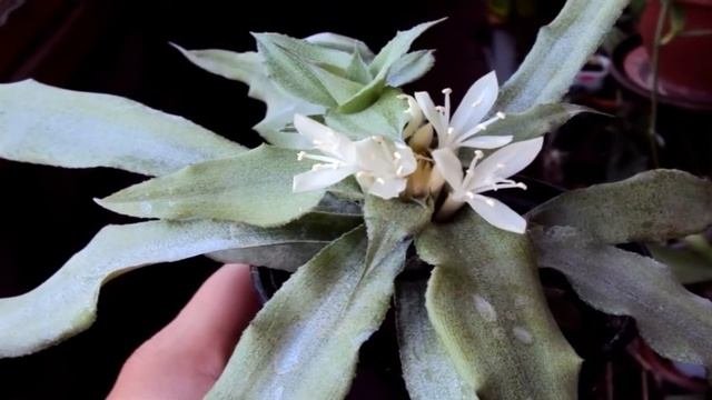 Растения для Палюдариумов