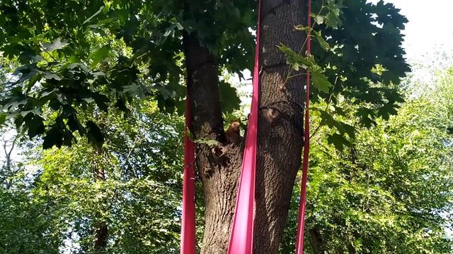 Смешные животные/Смешное видео/Белка смотреть онлайн