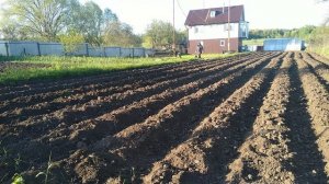 Посадка картошки.