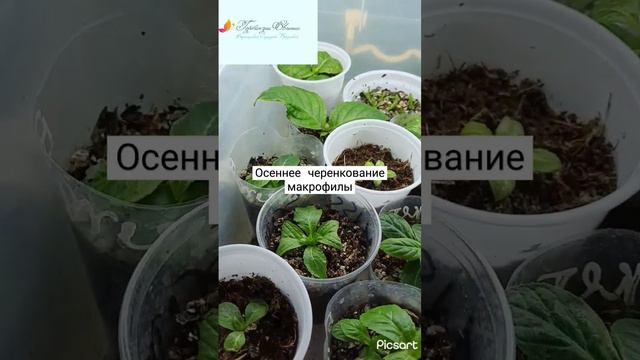 #черенкованиегортензий #гортензииметельчатые #гортензиикрупнолистные