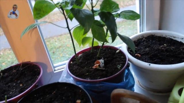 Самый простой салат из моркови. Витаминно,полезно, вкусно. смотреть онлайн