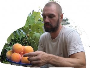 Выращиваю персик в теплице.
