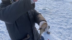 ЛОВИМ РОТАНА НА ЖЕРЛИЦЫ