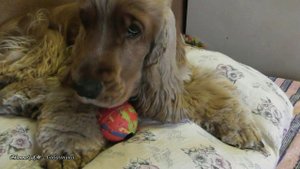 "Пробы на роль хищного Льва"