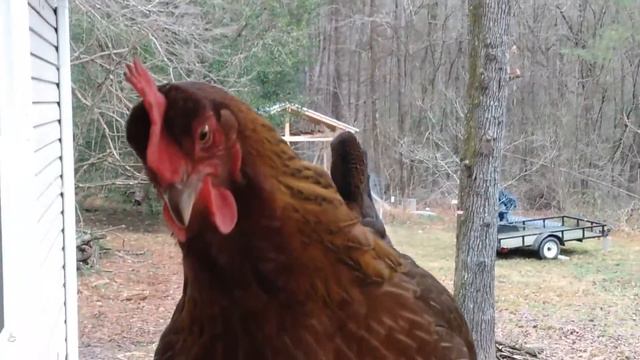 Американская Деревня. Курочка снесла яичко. Разговорчивая курица! Кричит как сумашедшая и не устает смотреть онлайн