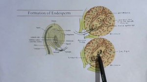 Sexual Reproduction in Flowering Plants Class 12 // Endosperm and it's type