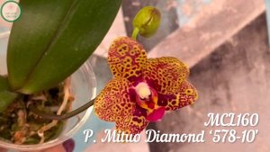 MCL160 P. Mituo Diamond ‘578-10’