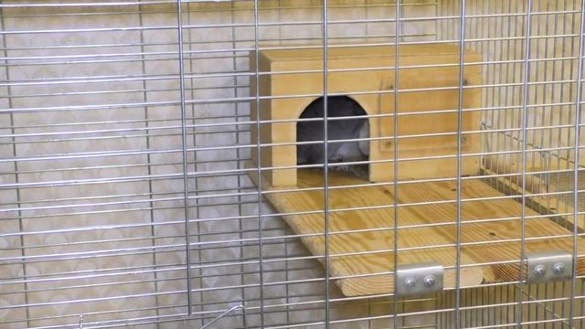 Где купить и как выбрать шиншиллу. Покупка шиншиллы