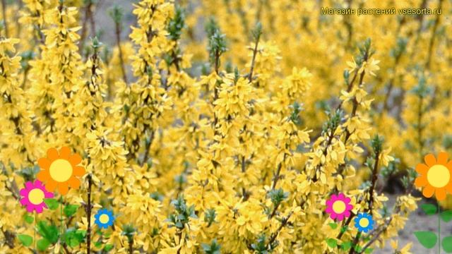 Форзиция средняя Букль д`Ор Куртакур. Краткий обзор, описание forsythia BOUCLE D;OR Courtacour смотреть онлайн
