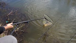 Ловля карпа и амура весной / Рыбалка на flat и фидер